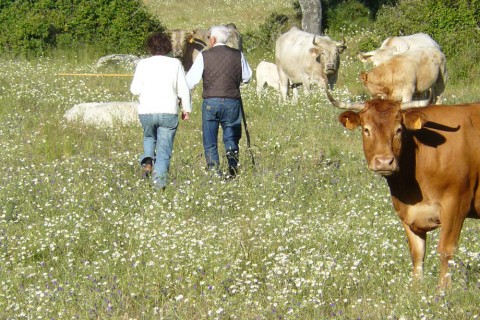 Visita a una ganadería de toros bravos